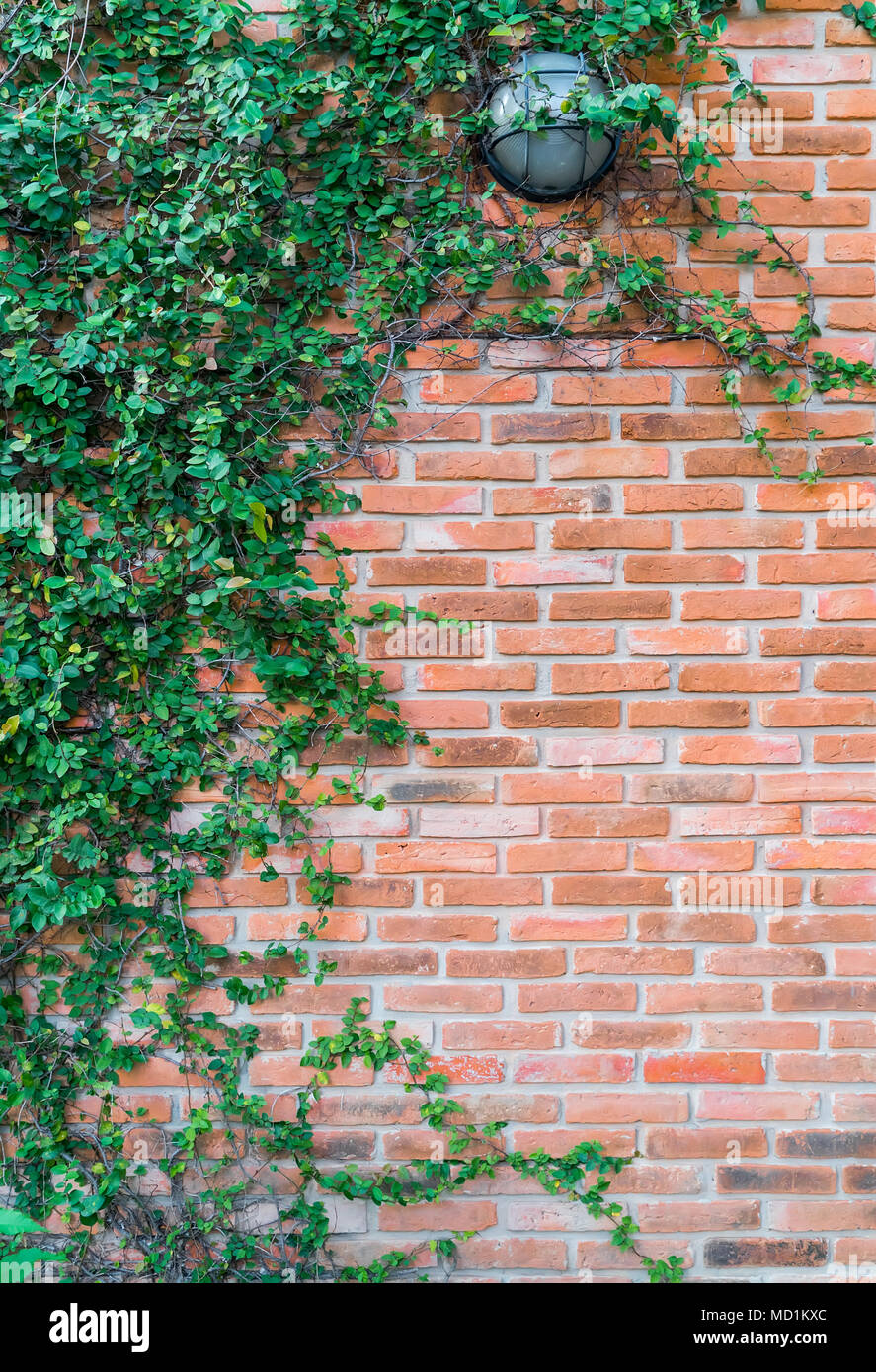 Ivy on a brick wall Stock Photo Alamy