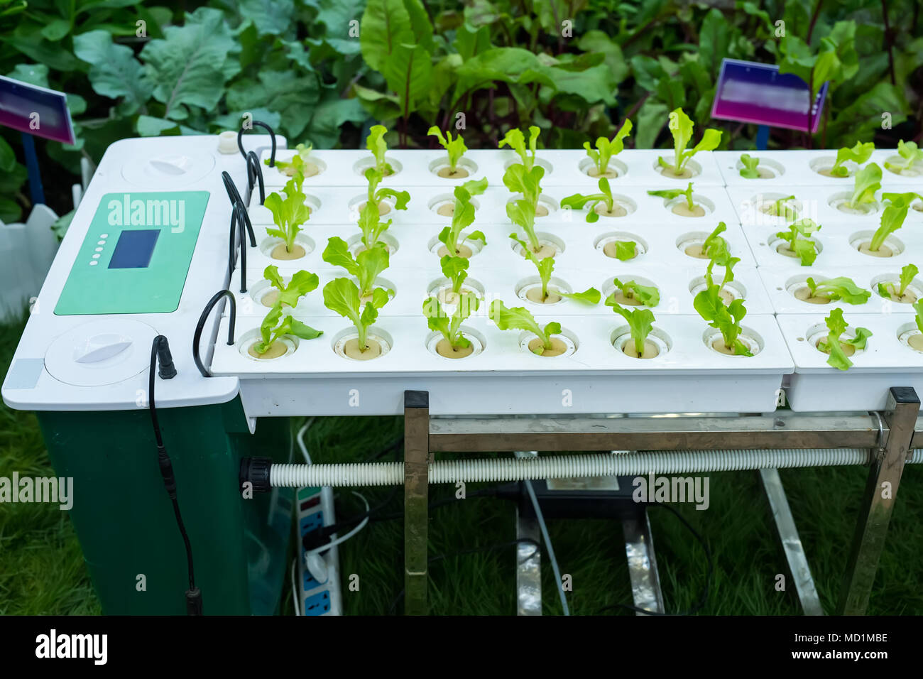 Vegetable garden with Water Hydroponics system Stock Photo Alamy