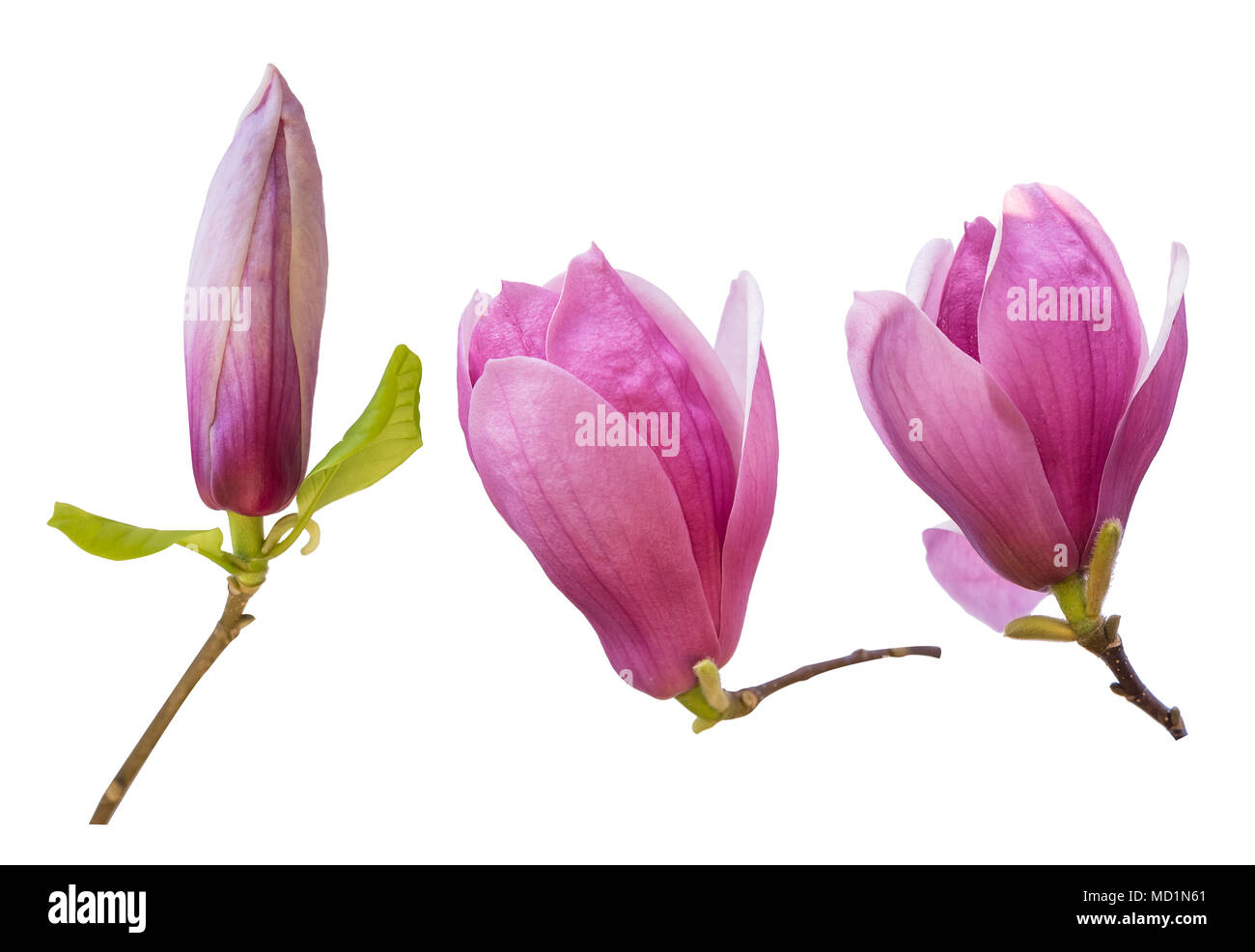Pink magnolia flowers isolated on white background Stock Photo - Alamy