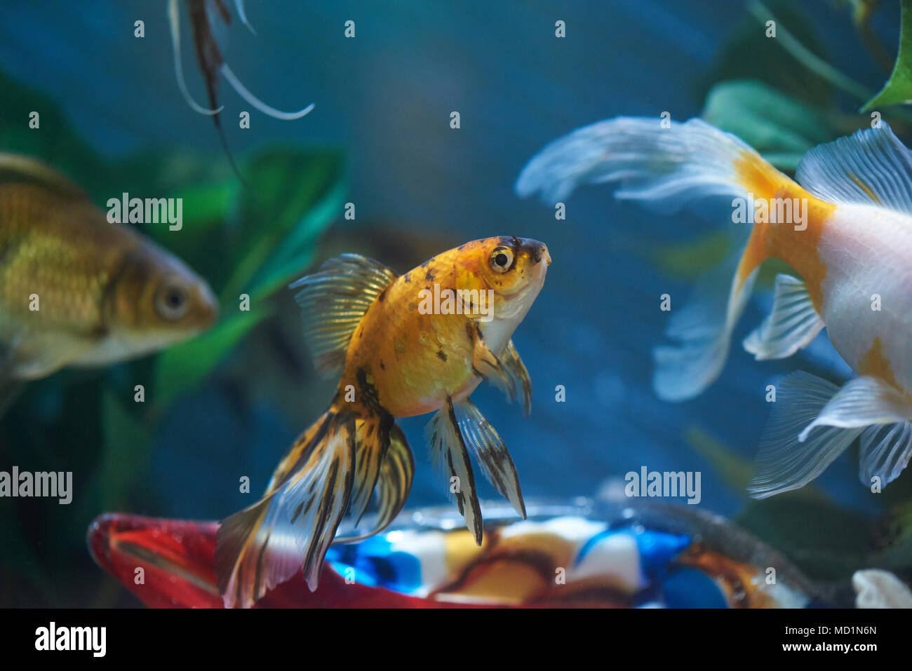 Group of fishes in blue aquarium water. Exotic aquarium theme Stock Photo