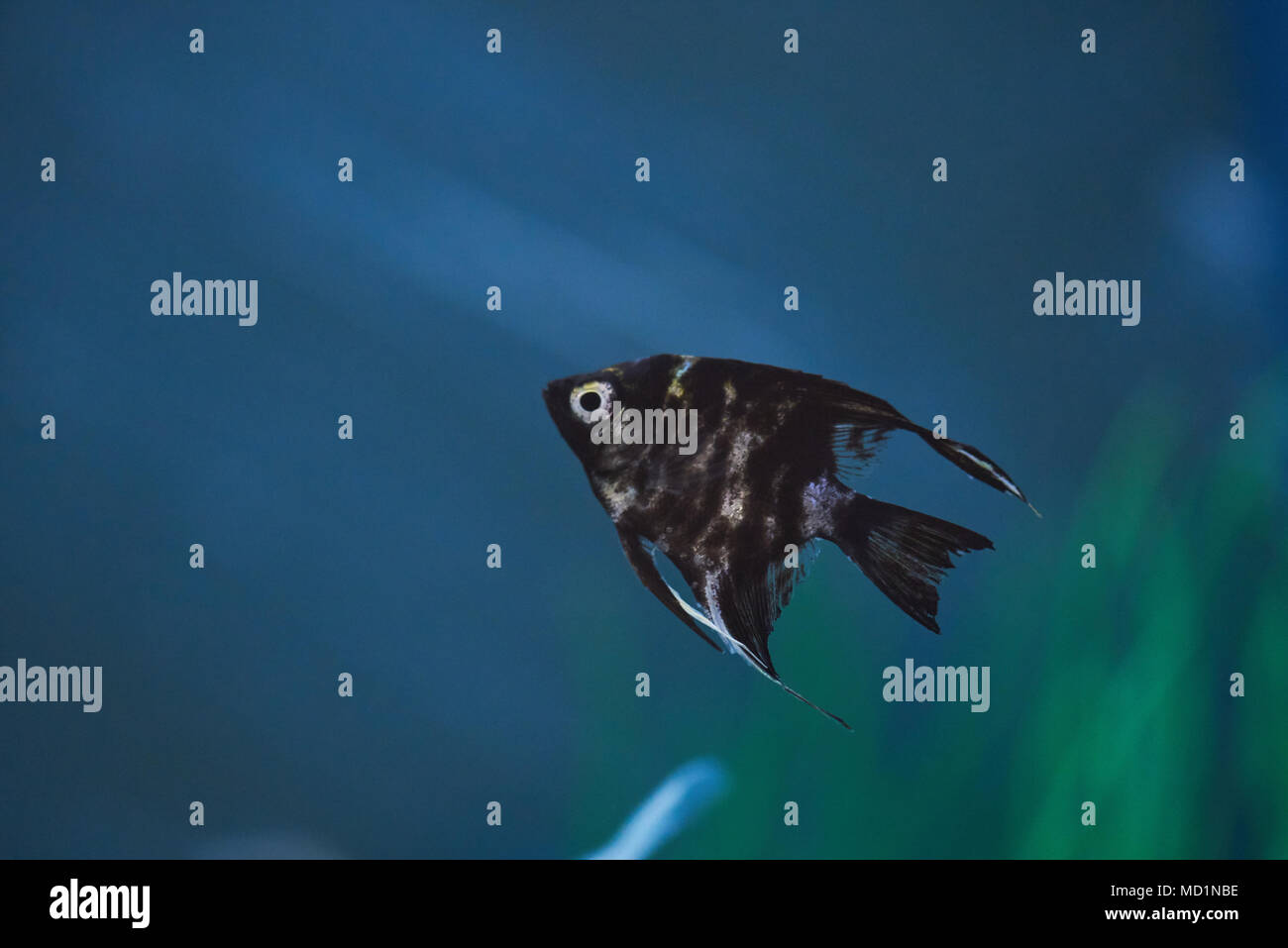 Black fish on blue aquarium water background with copy space Stock Photo