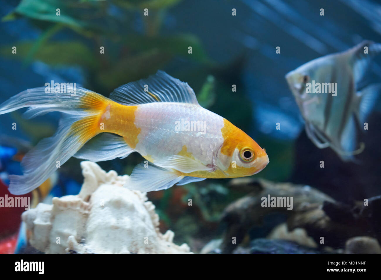 Colorful aquarium with fishes. Underwater tour theme Stock Photo