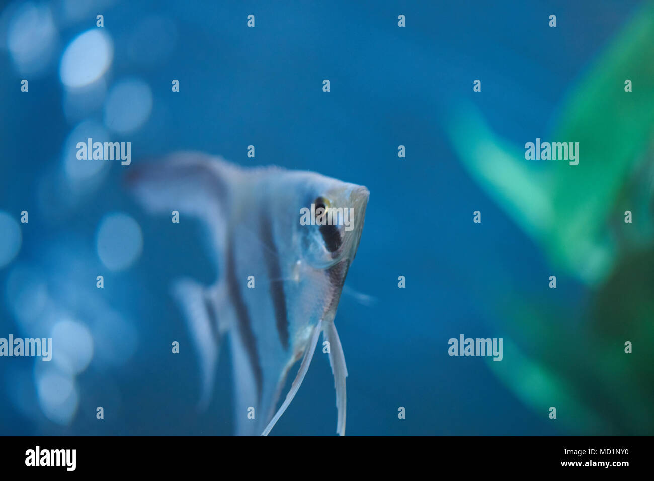 Silver triangle fish in aquarium blue water close up Stock Photo