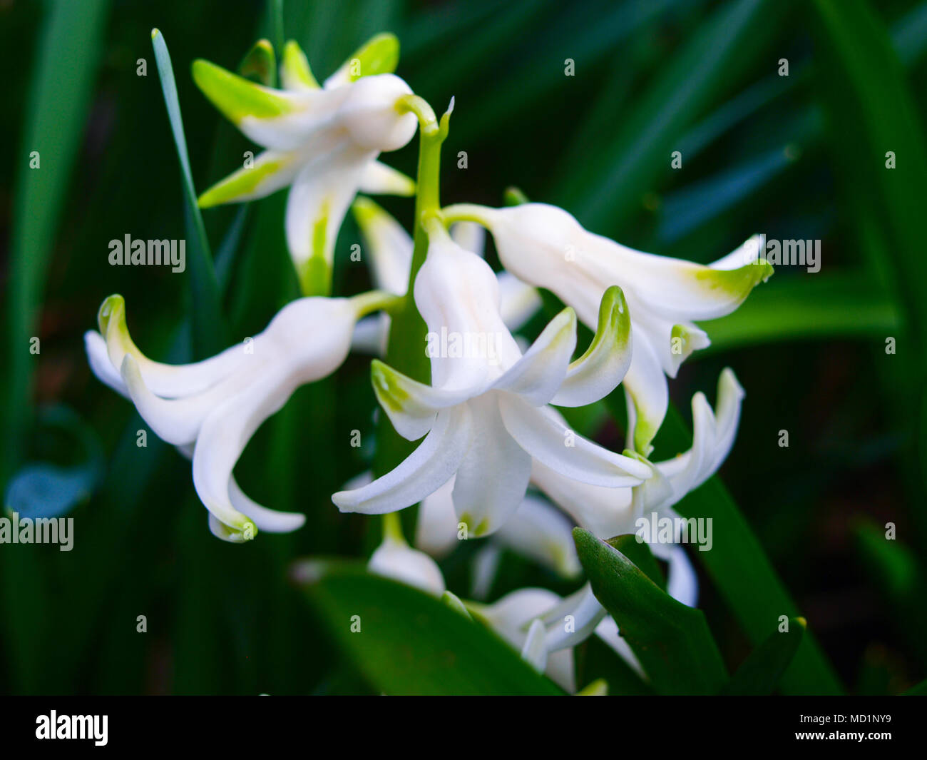 White Hyacinth Flowers In Garden It S Latin Name Is Hyacinthus Orientalis Hyacinth Grows From Bulbs Stock Photo Alamy