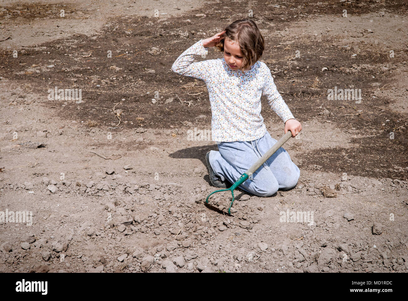 Girl digging in dry organic soil by hoe. Stock Photo