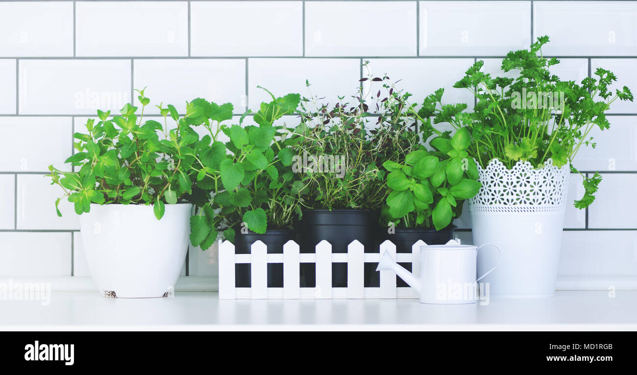 Minimalist kitchen design. Mint, thyme, basil, parsley - aromatic ...