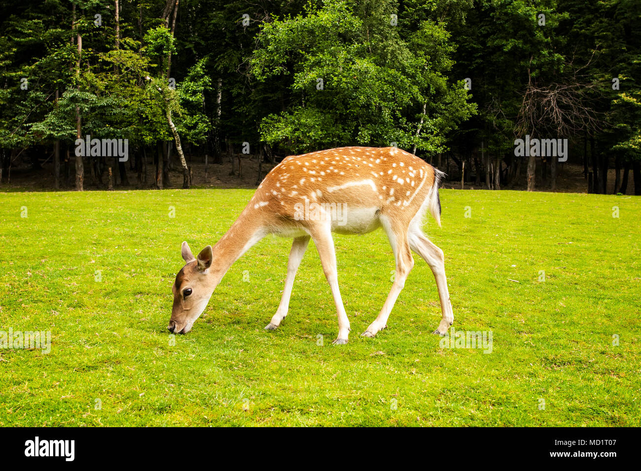 Roe deer eating grass on the summer meadow. Stock Photo