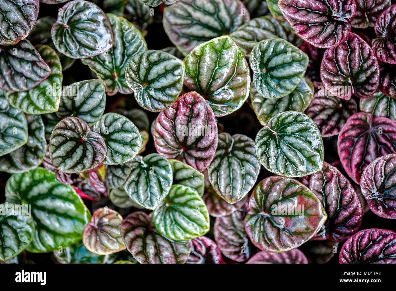 Small deep red and green patterned leaves Stock Photo