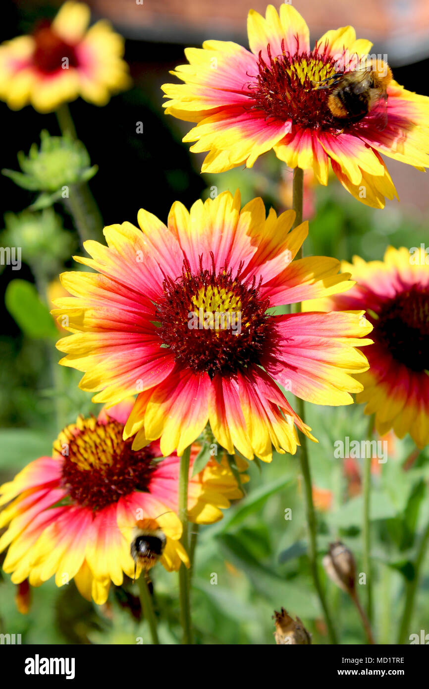 The bright yellow and red flowers of Gaillardia pulchella 'Picta' also known as Blanket Flower. It is a short lived perennial plant native to North an Stock Photo