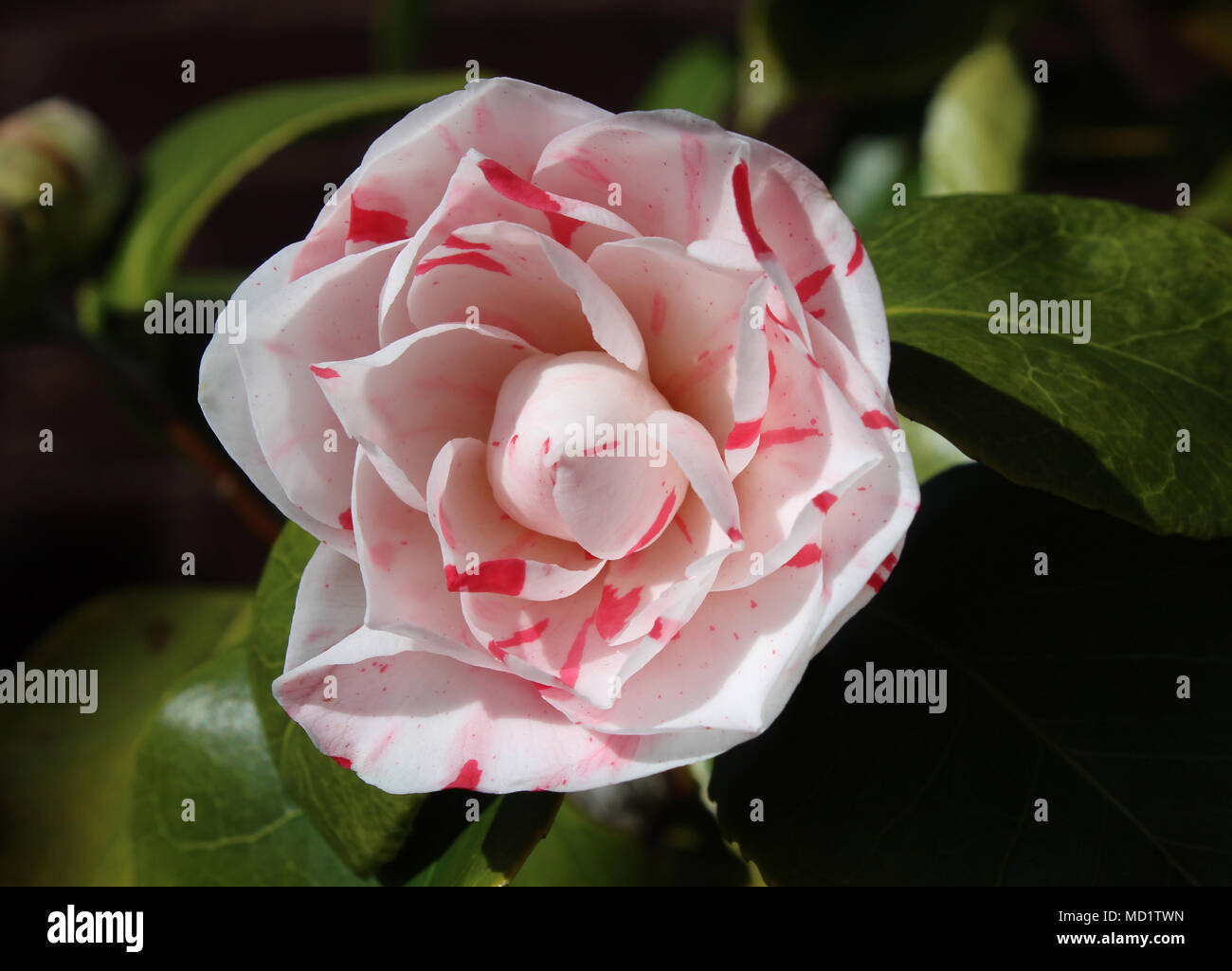 The beautiful flower of a white and pink striped camellia shrub, sofly lit by the evening light. Stock Photo