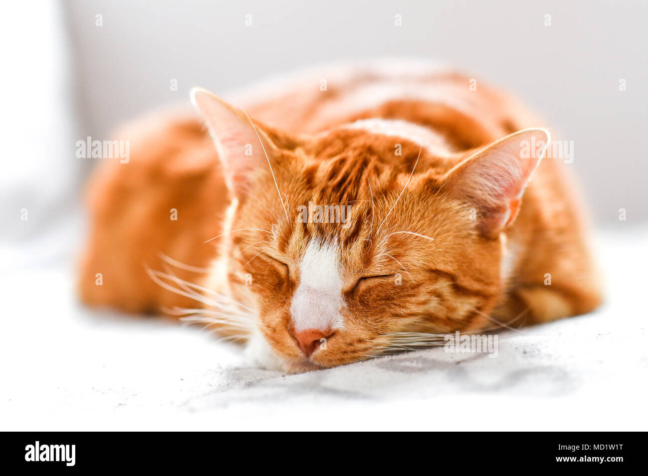 Ginger cat sleeping on the couch at home, a beautiful house cat Stock ...