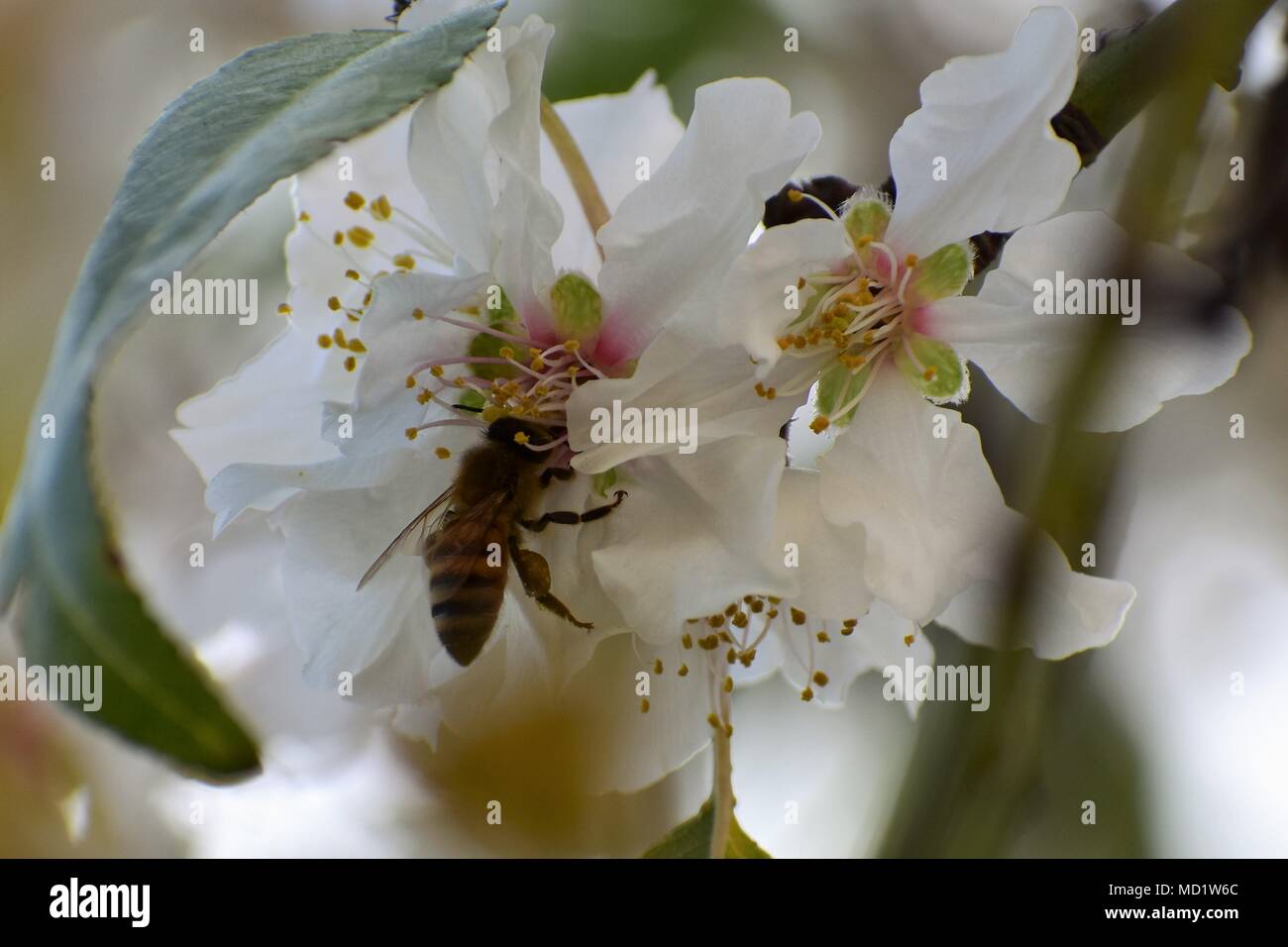 Bee Pollinating Almond Blossom Stock Photo Alamy