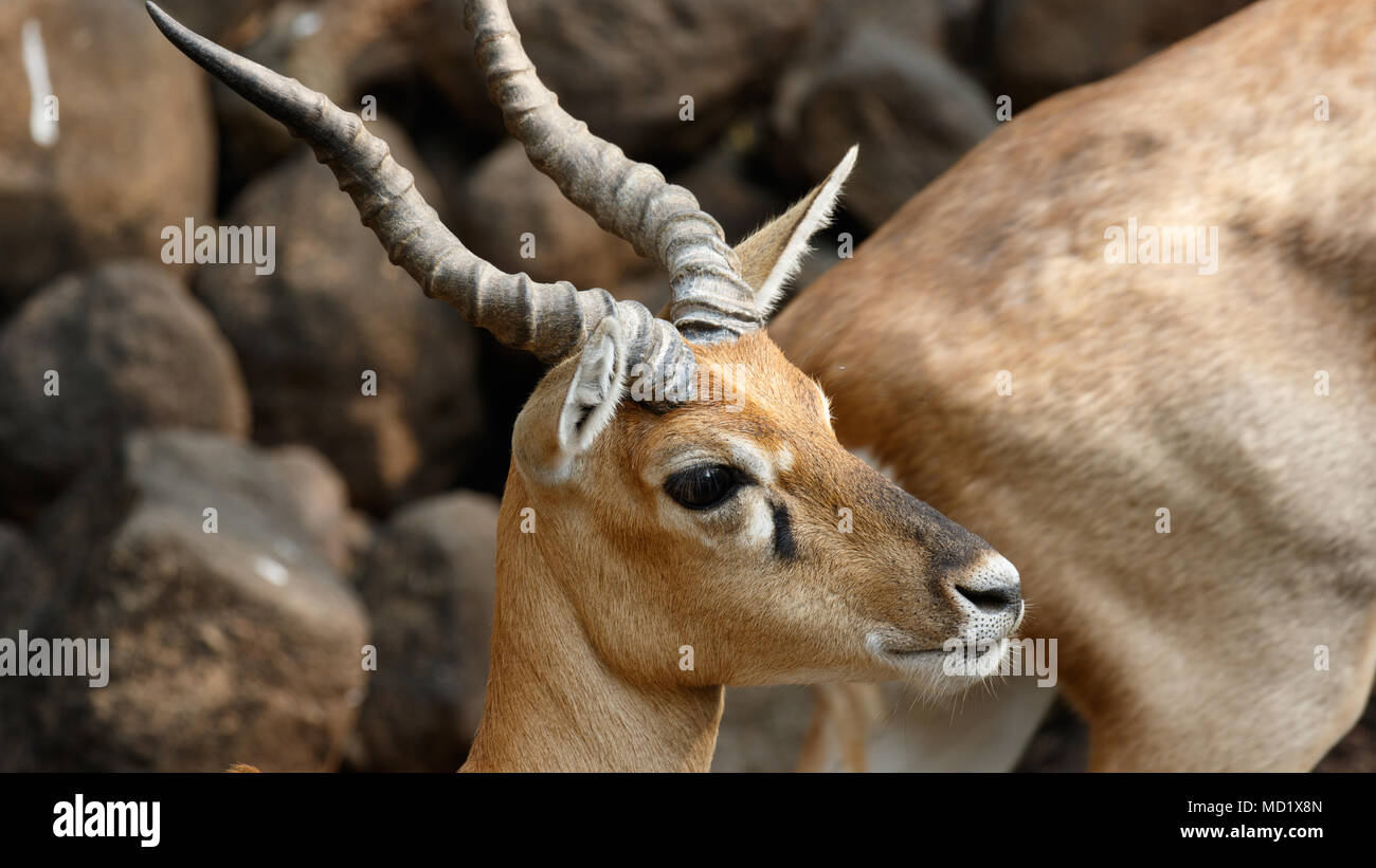 Indian Chinkara gazelle, closeup shots Stock Photo