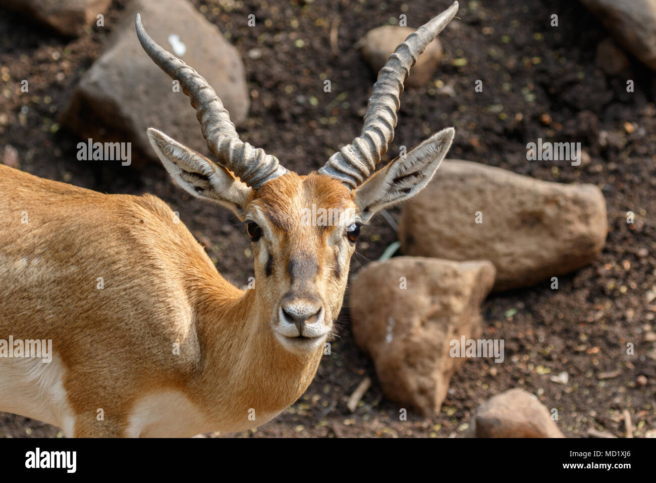 Indian Chinkara gazelle, closeup shots Stock Photo