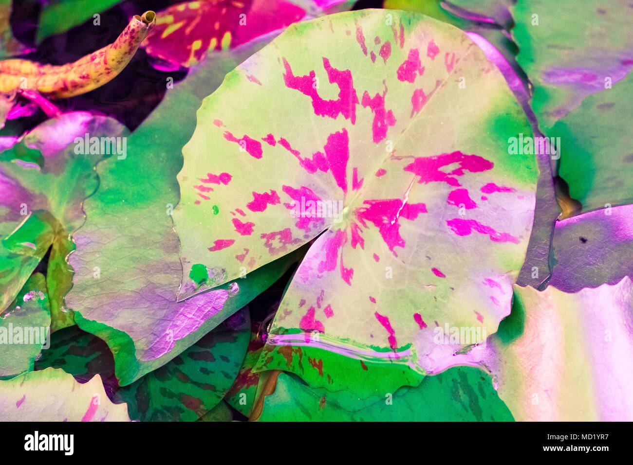 Vintage Lotus Flower Pastel Color To Creative Pattern And Texture