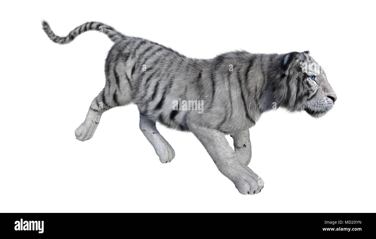 The White Tiger. 3D Illustration Stock Illustration - Illustration