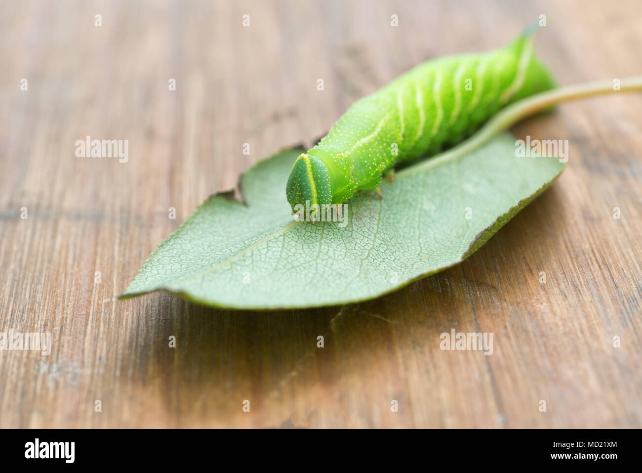 Large bright green caterpillar on the leaf of a tree Stock Photo - Alamy