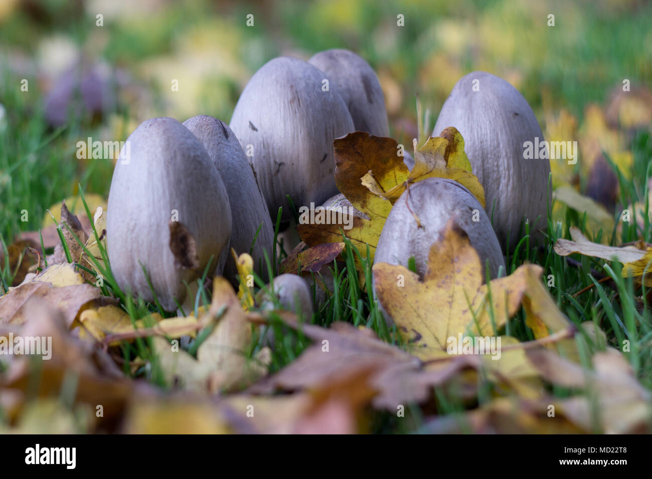 Mush rooms / toadstools in the autumn surrounded by brown leaves which have fallen from the trees. Stock Photo