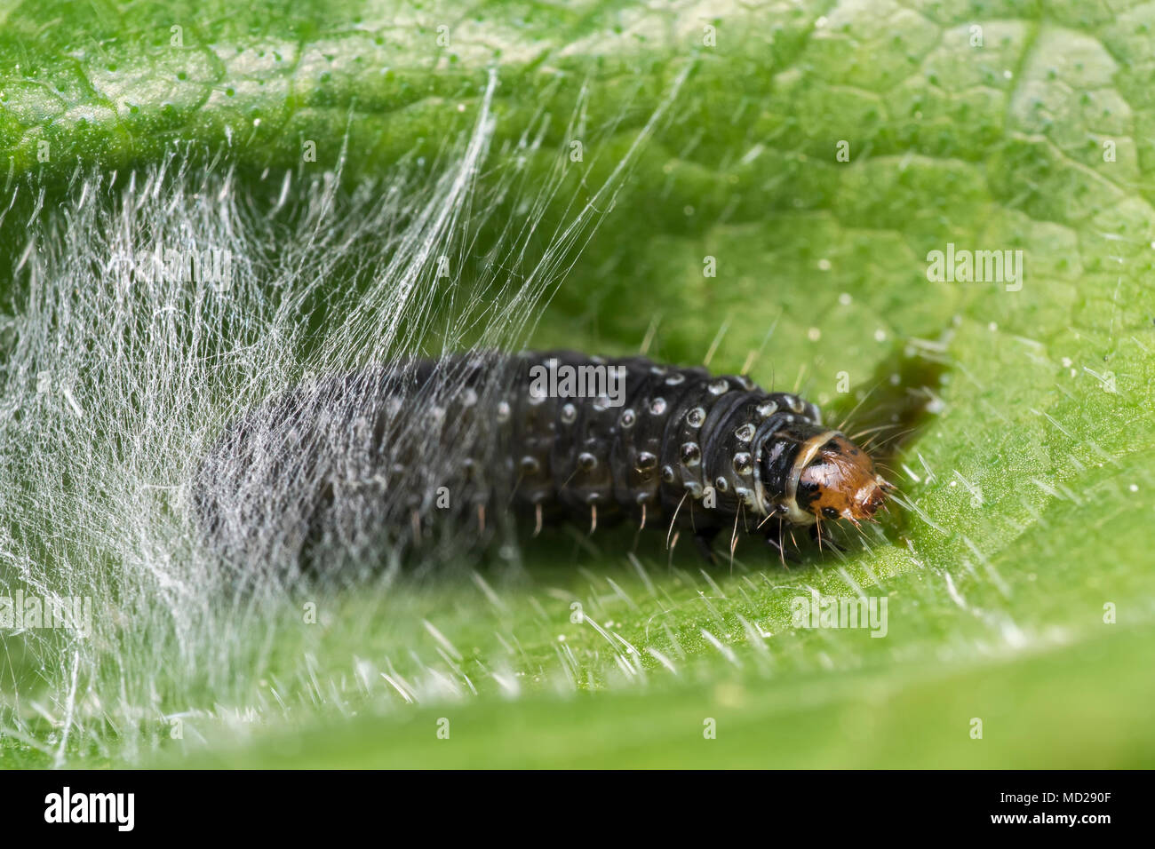 Timothy Tortrix moth caterpillar (Aphelia paleana) partly visible inside the web like structure it makes on a leaf. Tipperary, Ireland Stock Photo