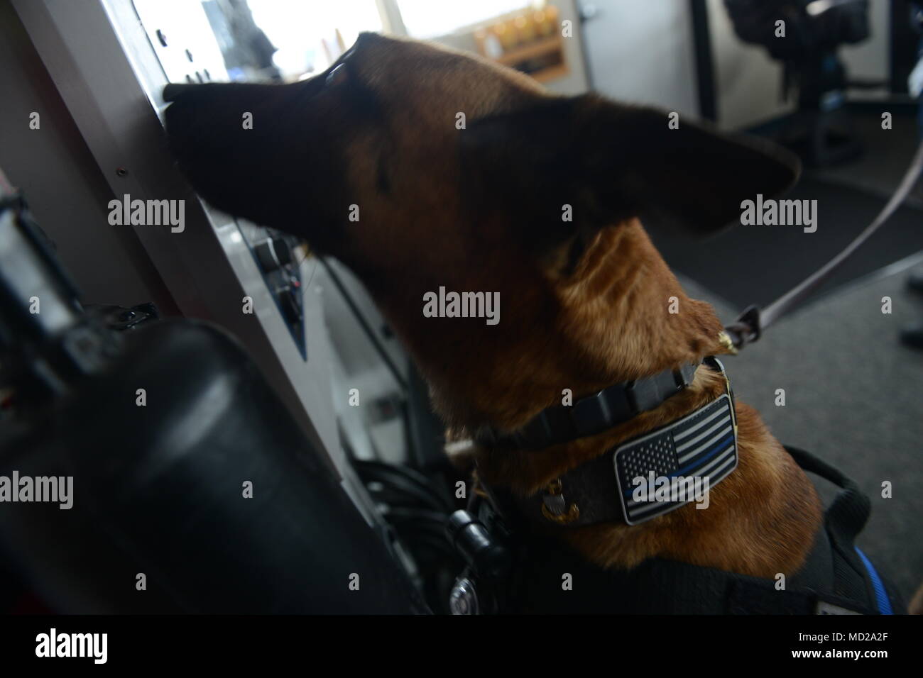 Ricky, a Coast Guard Maritime Safety and Security Team San Francisco (91105) canine, conducts a sweep of a cabin aboard the Alaska Marine Highway System ferry vessel Aurora during a joint law enforcement operation in Whittier, Alaska, March 14, 2018. The Coast Guard, Alaska State Troopers and other agencies partnered together during the law enforcement operation to detect and deter illegal activity on Alaska's waterways. U.S. Coast Guard photo by Petty Officer 1st Class Bill Colclough. Stock Photo