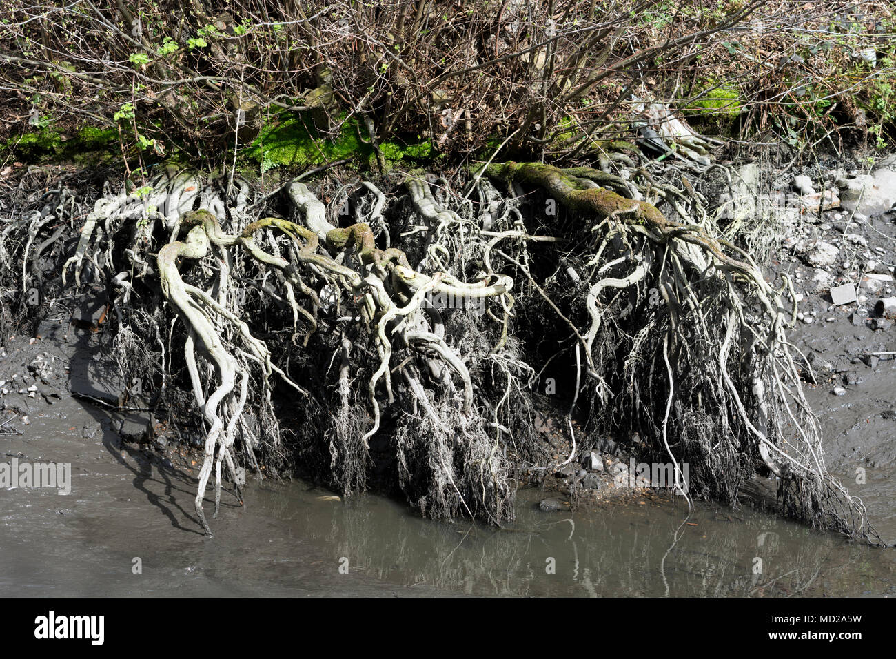 Exposed tree root system hires stock photography and images Alamy