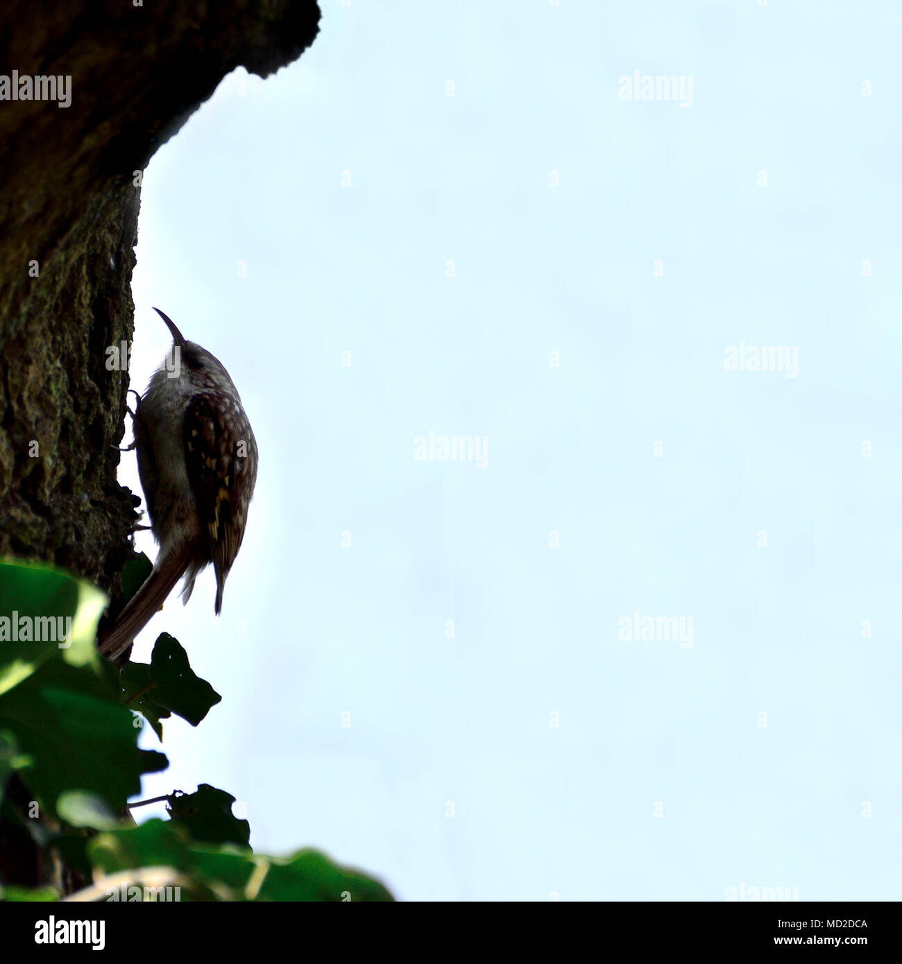 Eurasian treecreeper / Common treecreeper (Certhia familiaris) creeping up a tree Stock Photo