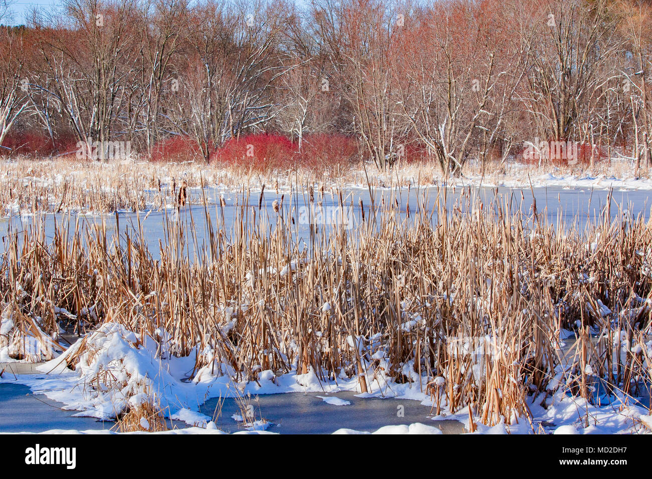 Bright red dogwood stands out in a snow covered wetland with cattails in the foreground and trees in the background. Stock Photo