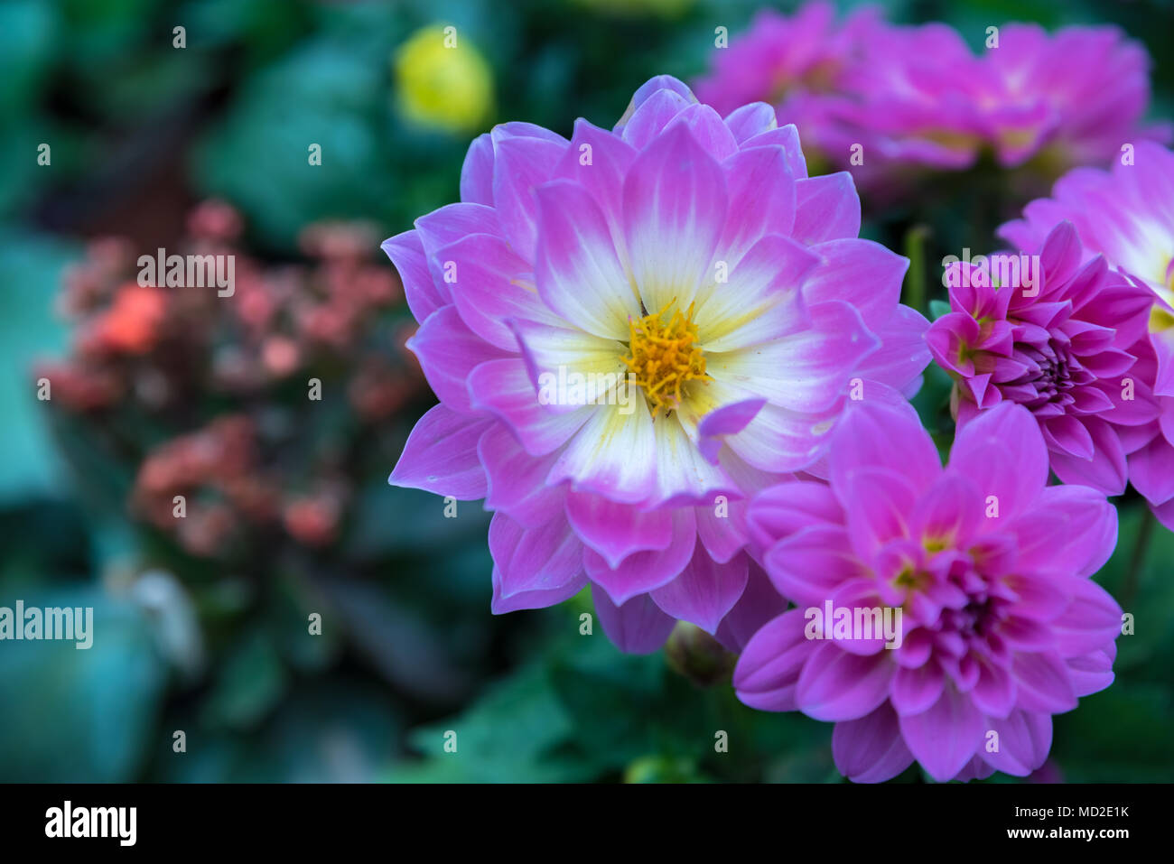 Colorful wild flowers pots hires stock photography and images Alamy