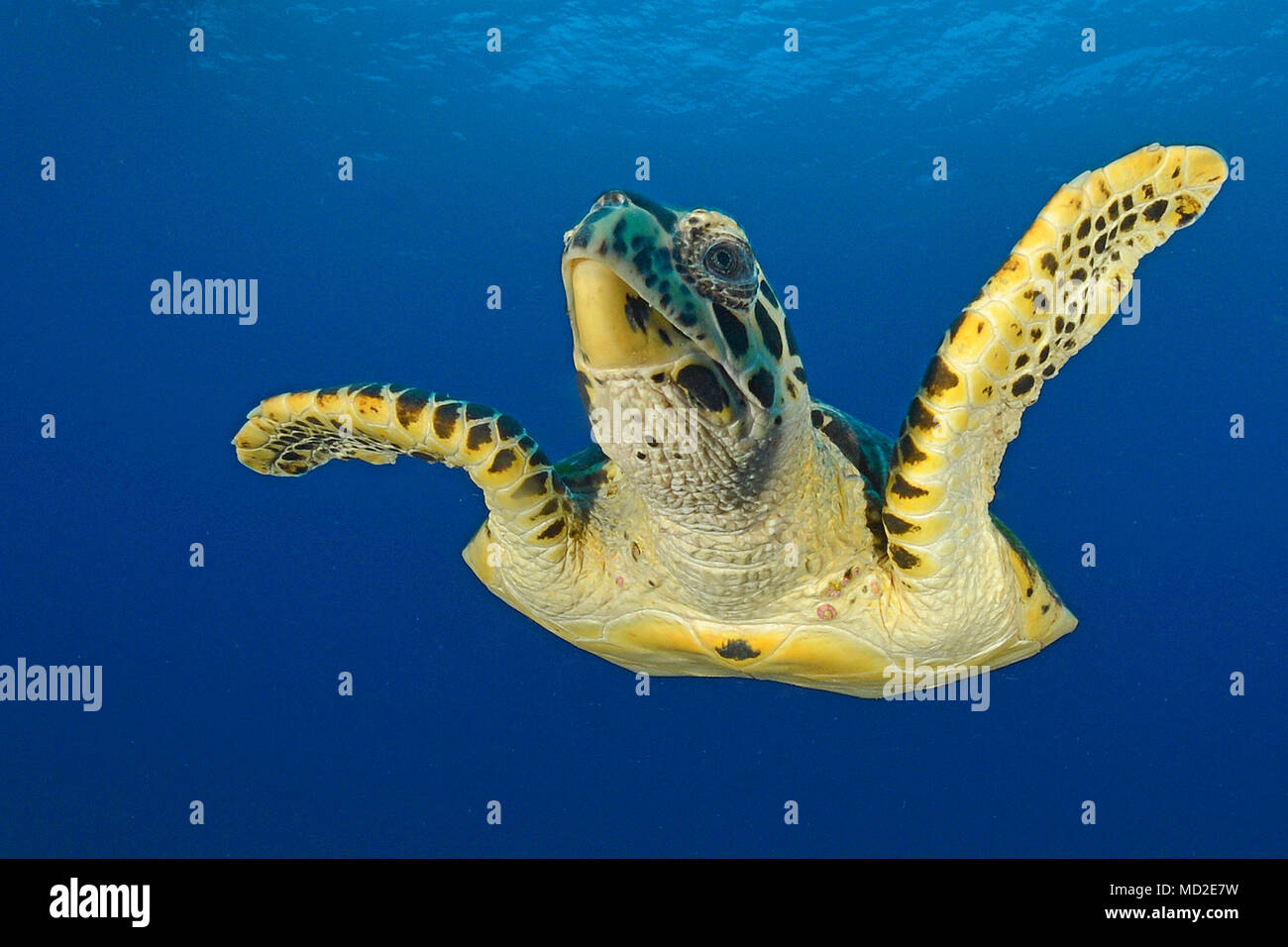 Green sea turtle (Chelonia mydas) in blue water, Ari Atoll, Maldives islands Stock Photo