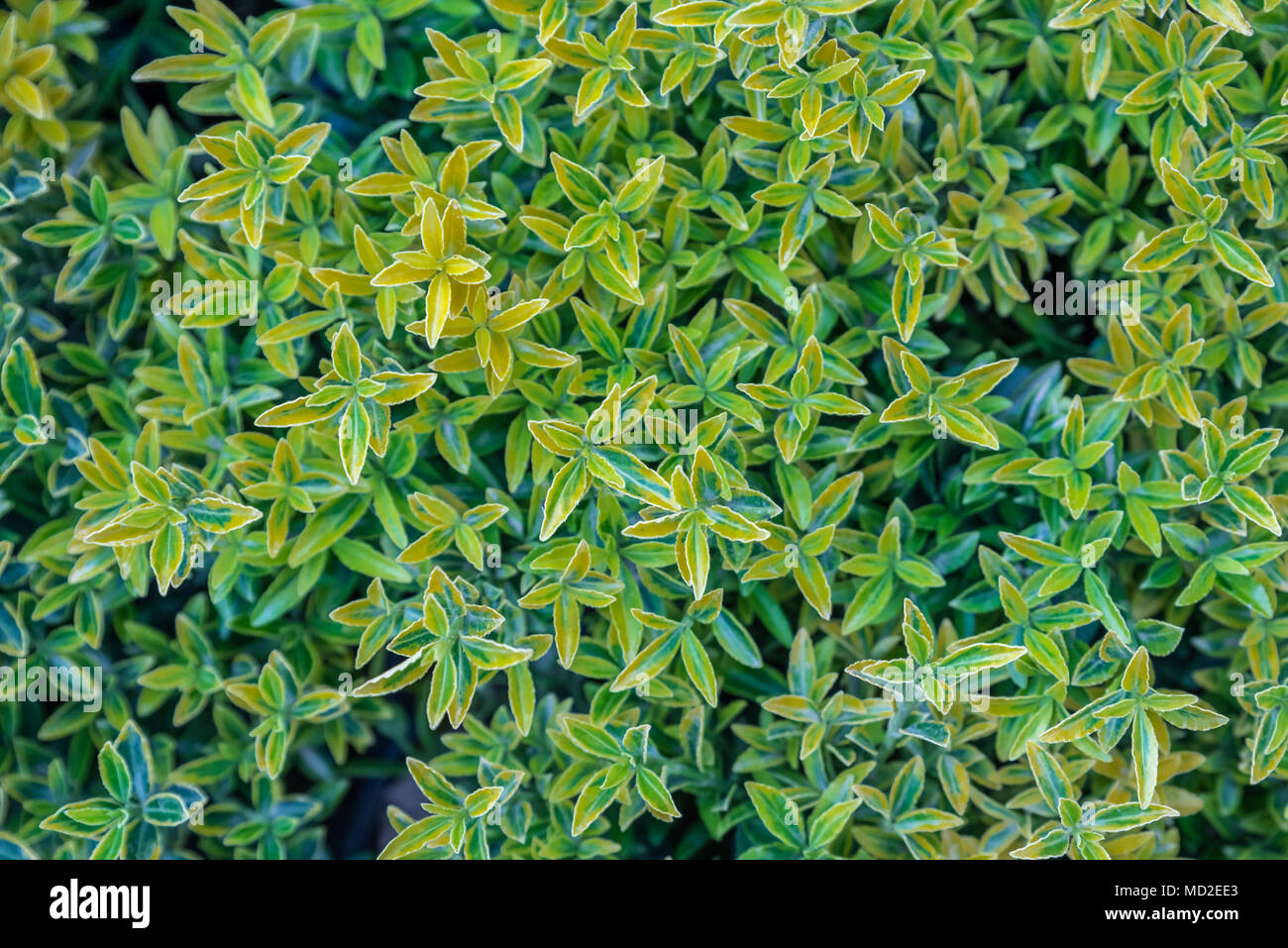 Top view of green and gold color Euonymus fortunei,yellow and green leaves of euonymus fortunei in plastic pots for sale Stock Photo