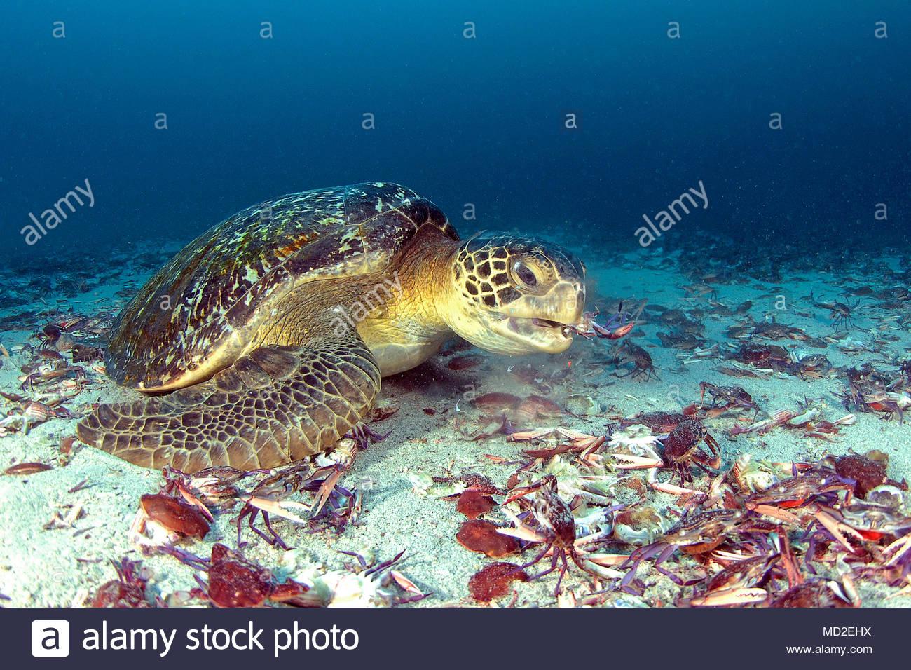 Green Sea Turtle Eating Stock Photos & Green Sea Turtle Eating Stock Images Alamy