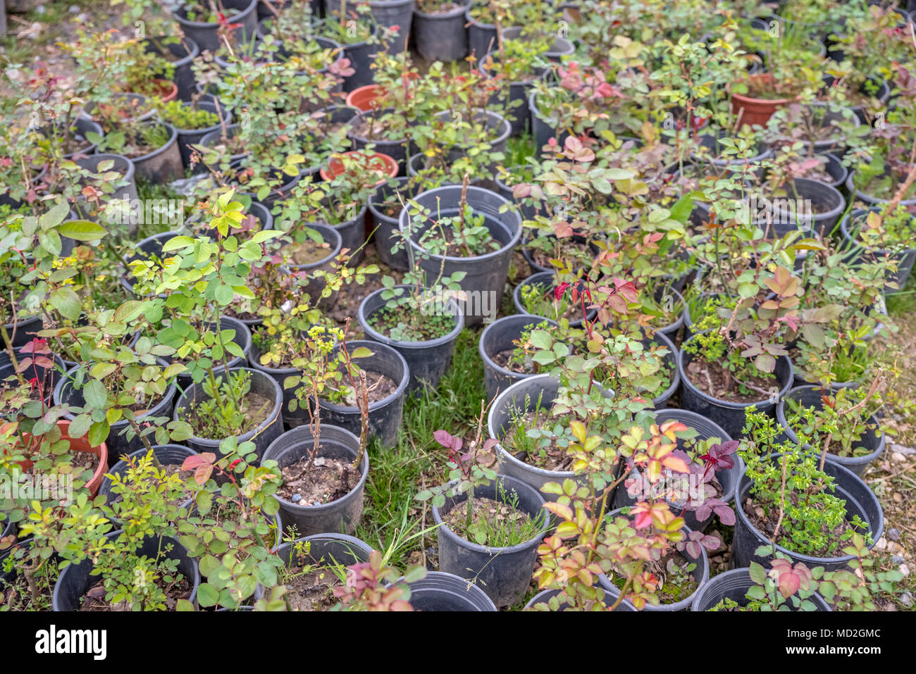 Top view young seedlings of roses in plastic pots at natural garden for