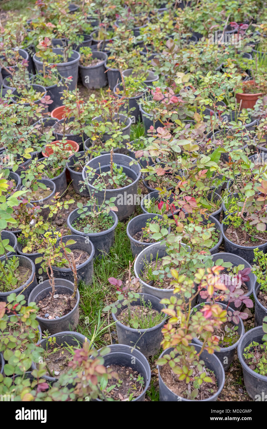 Top view young seedlings of roses in plastic pots at natural garden for
