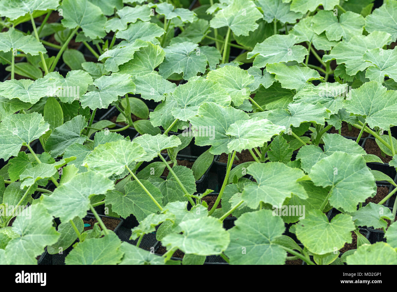 Zucchini Seedlings, young foliage of Zucchini, Spring seedlings ...