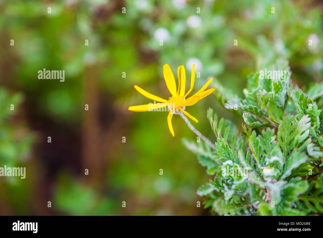 Top view of euryops chrysanthemoides, African bush daisy, nine bright daisy flowers on a bush in full bloom, petals and a yellow core growing in the g Stock Photo