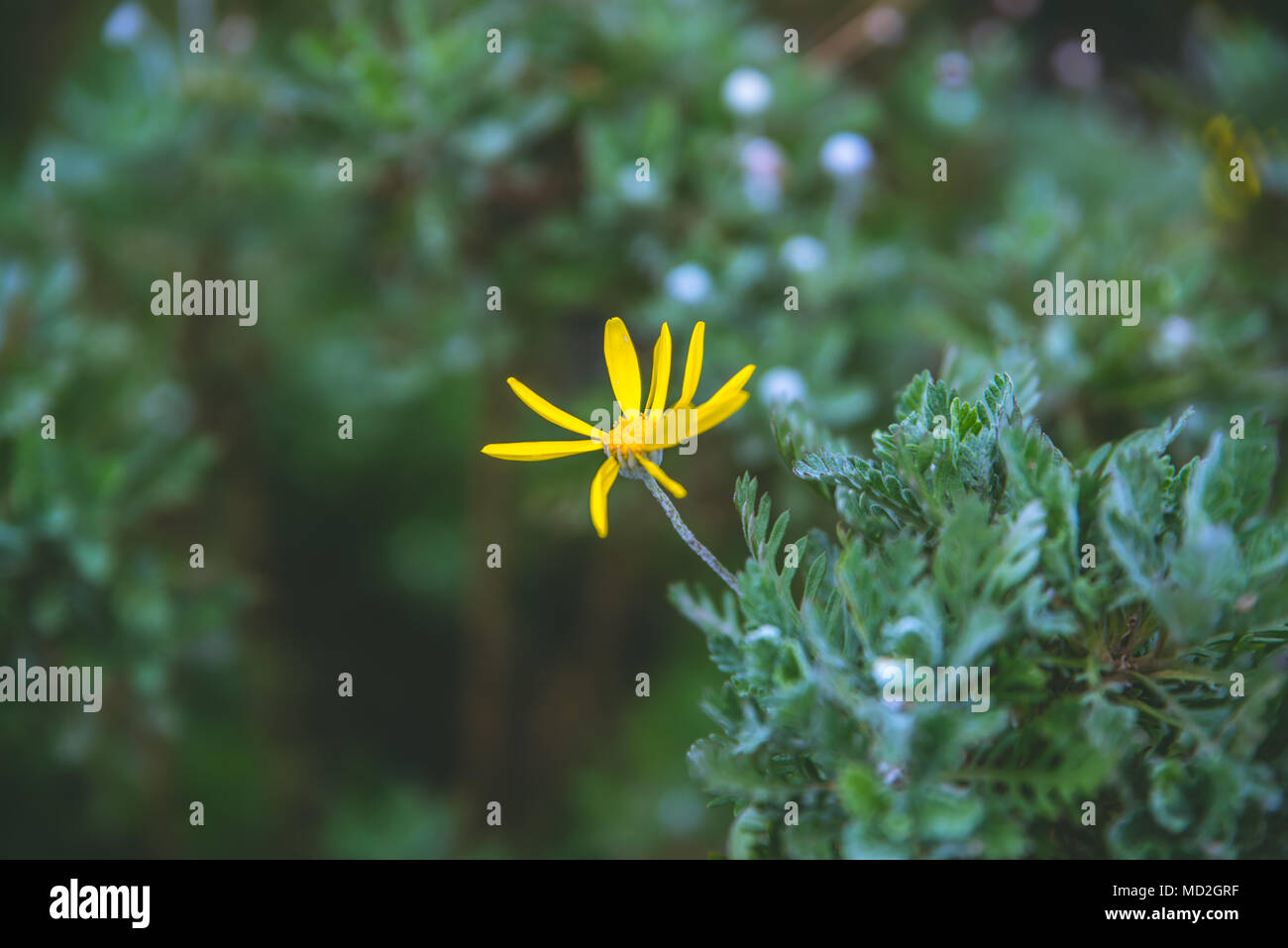 Top view of euryops chrysanthemoides, African bush daisy, nine bright daisy flowers on a bush in full bloom, petals and a yellow core growing in the g Stock Photo