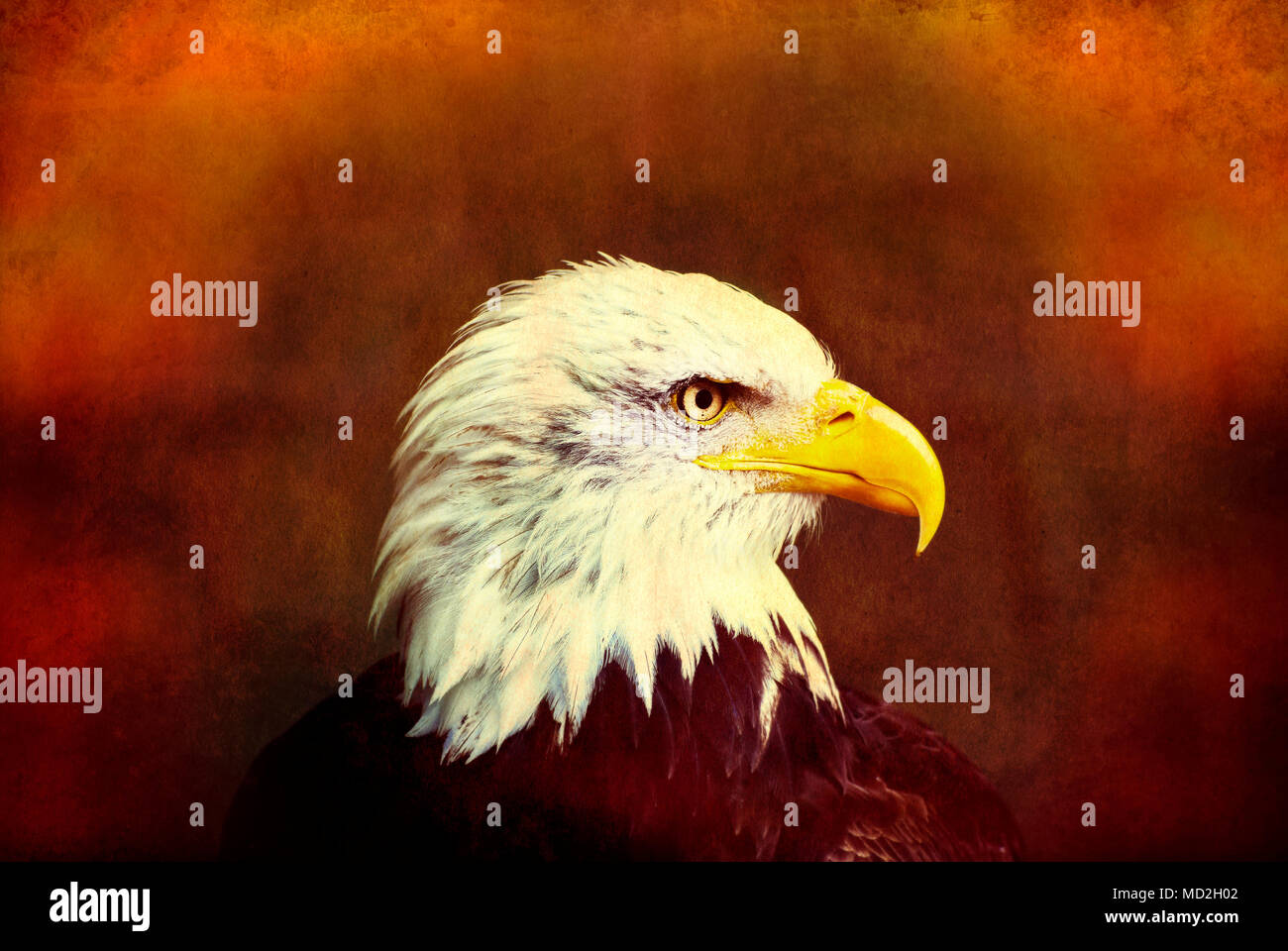 Profile of a bald eagle on grunge background. Stock Photo