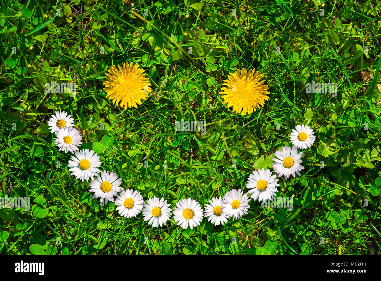Smiley face of yellow dandelions and white daisies on green grass at summer day. Stock Photo