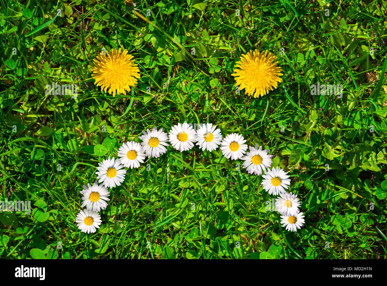 Sad unhappy face of yellow dandelions and white daisies on green grass at summer day. Close up. Stock Photo