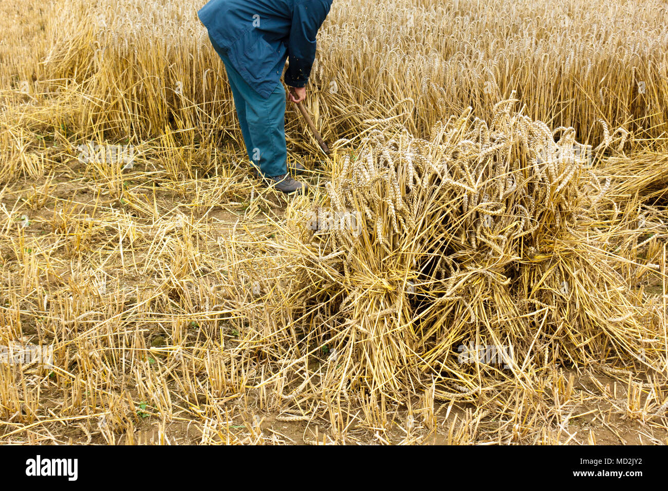 Farmer harvesting in hay field Stock Photo