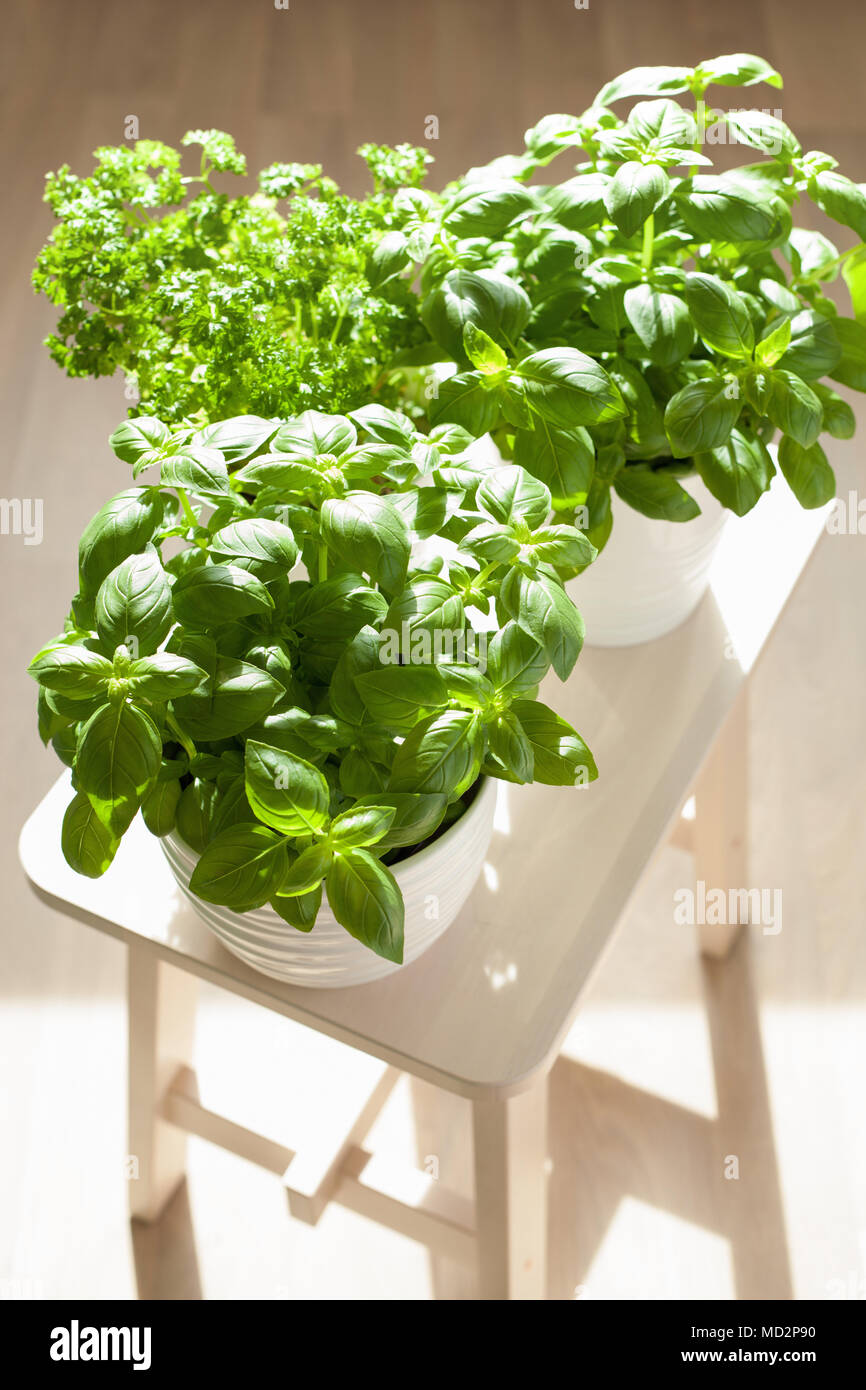 Parsley growing indoors hi-res stock photography and images - Alamy