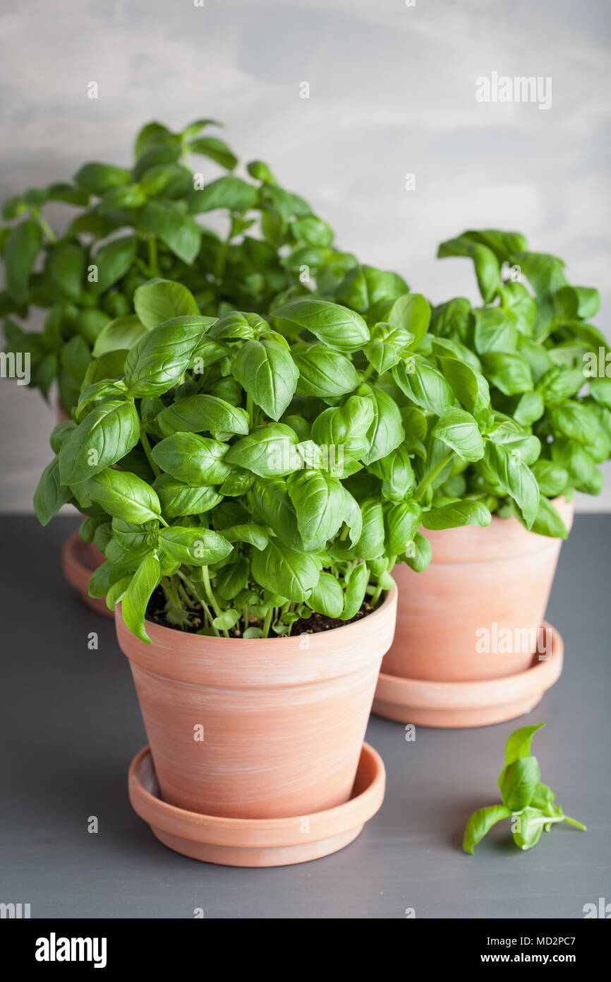 fresh basil herb in terracotta flowerpot Stock Photo Alamy