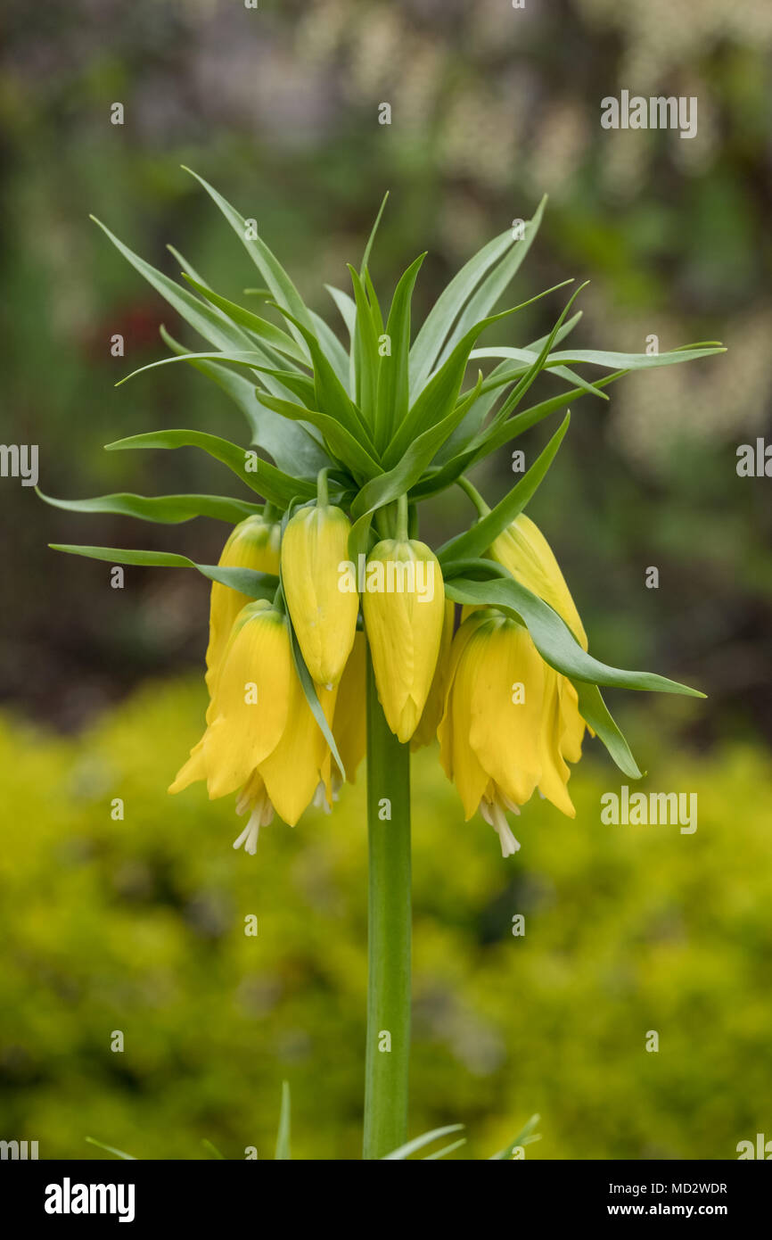 Yellow Crown Imperial Lily flower head, (Fritillaria Imperialis Lutea ...