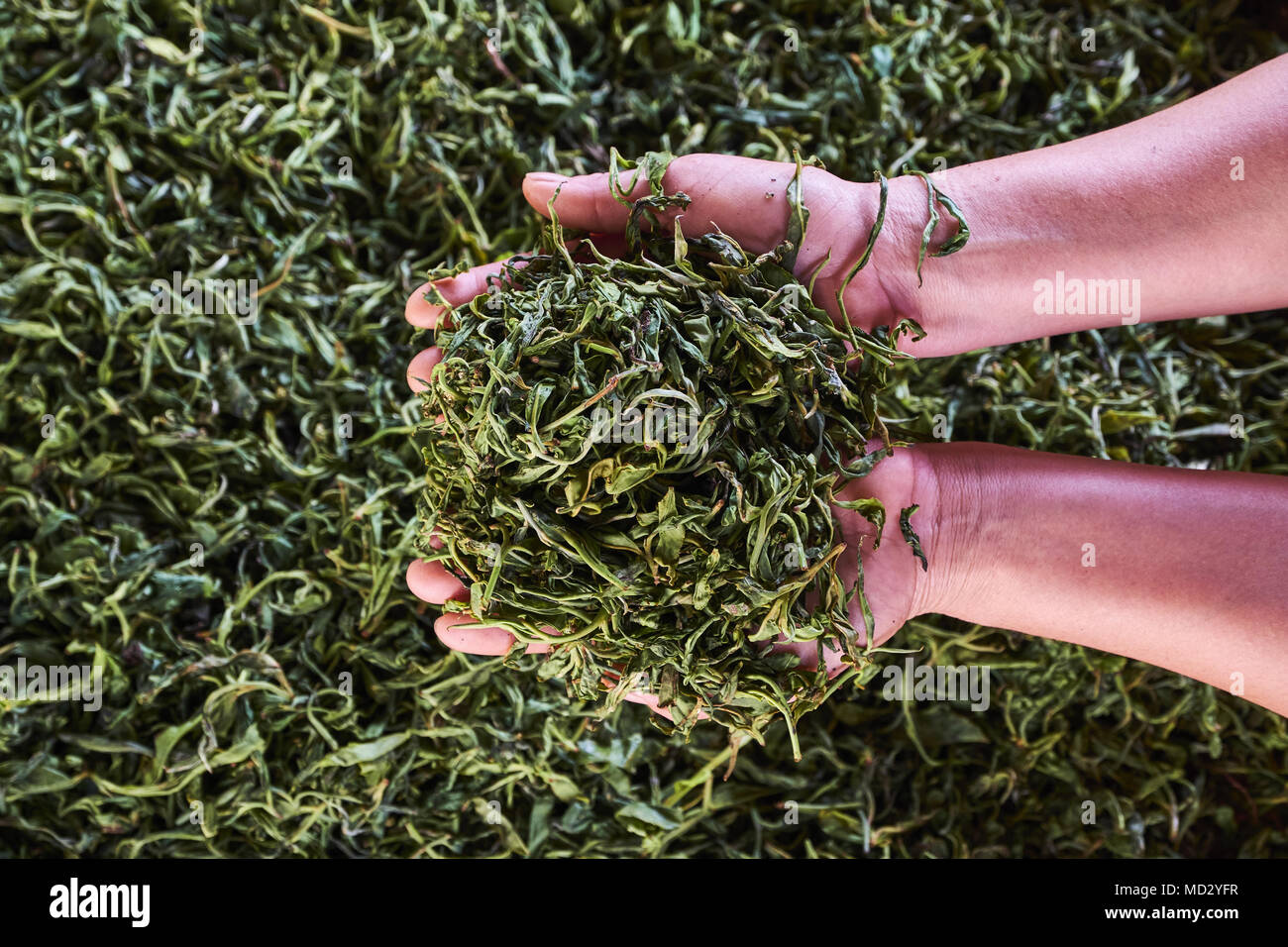 China Yunnan Xishuangbanna District Drying Tea Leaves Of Pu Er Tea Stock Photo Alamy China Yunnan Xishuangbanna District Drying Tea Leaves Of Pu Er Tea Stock Photo Alamy