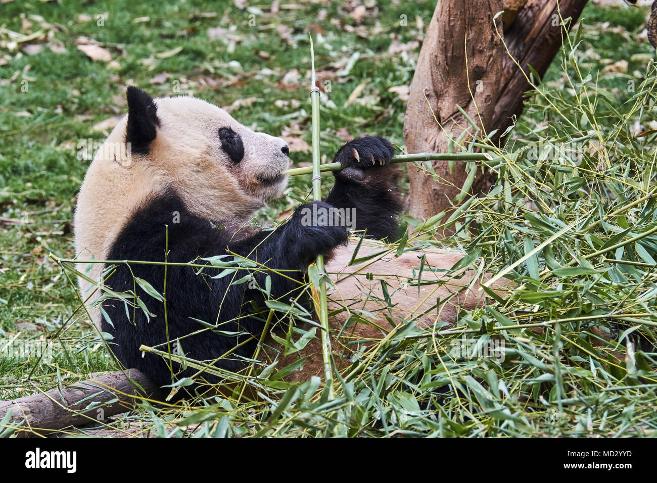 China, Sichuan province, Chengdu, Chengdu giant panda breeding research center Stock Photo