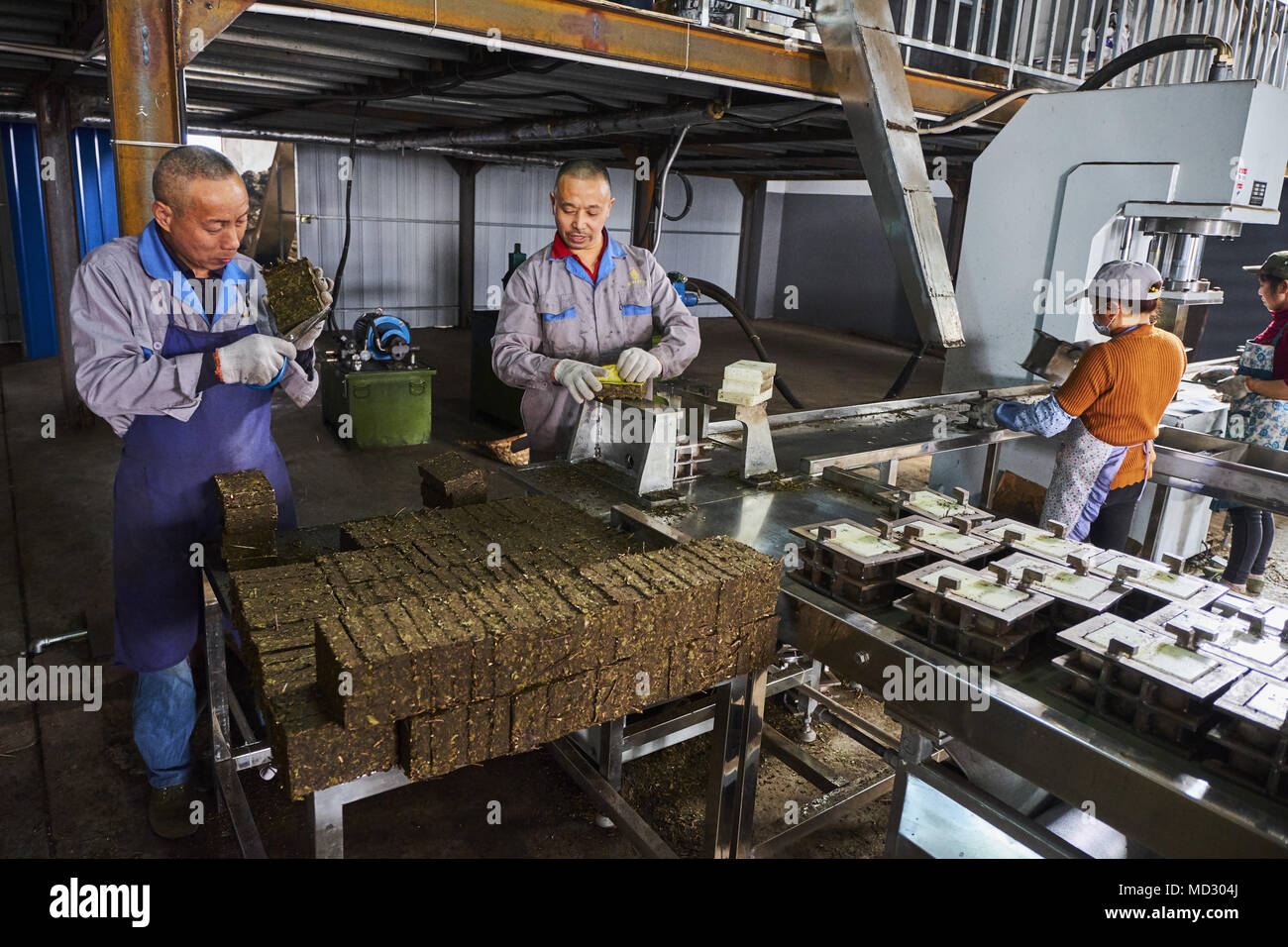 China, Sichuan province, Mingshan, tea factory, brick of tea for