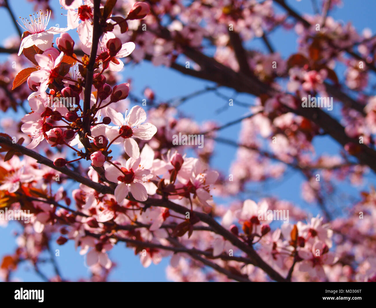 Sakura blooming fruit tree close up. Sky in the background Stock Photo