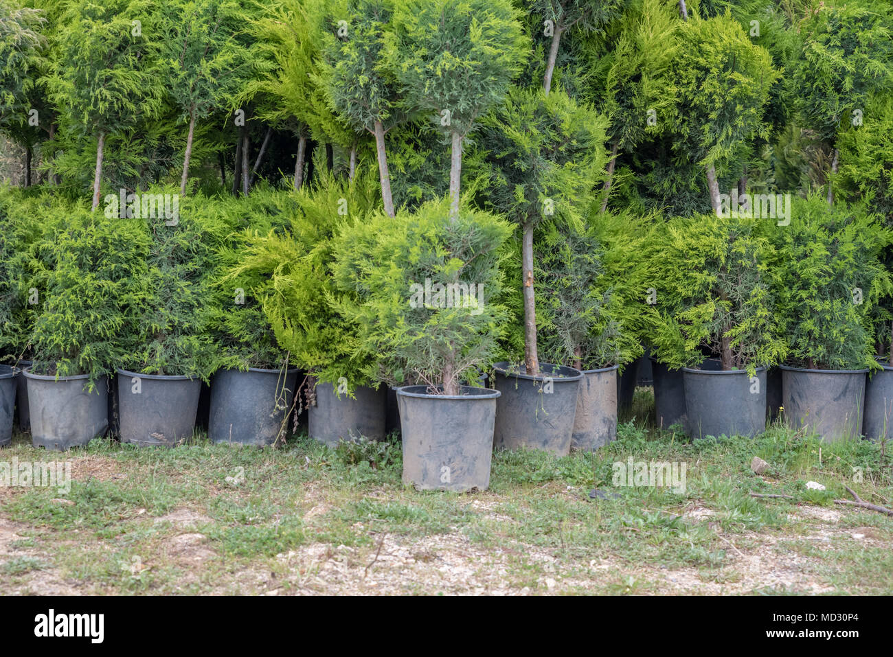 Many Green Golden Leyland Hedge trees (Cupressocyparis leylandii Castlewellan Gold) in plastic box for sale Stock Photo