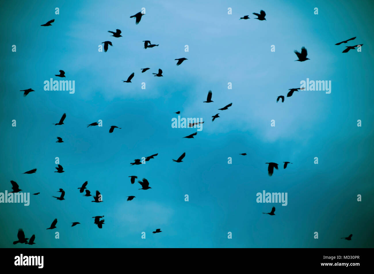 flock of crows in flight against a blue dark sky Stock Photo