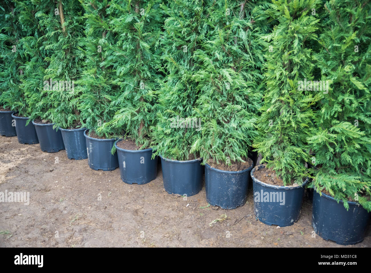 Many Green Hedge of Thuja Trees, or Green hedge of the Tui trees in plastic box for sale Stock Photo